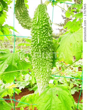 Goya就在收穫之前 1707645