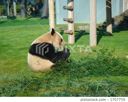 瘋狂的竹草 瘋狂的竹草 1707759