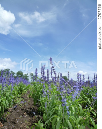 Salvia 1707766