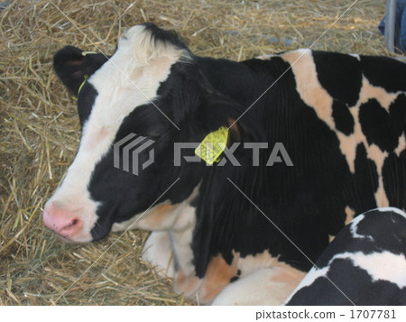 一頭牛 一頭牛 1707781