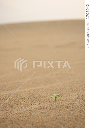 One bud living in the desert 1708042