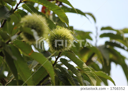 Chestnut  1708352