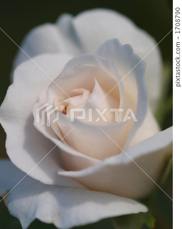 Rose Cult Blanche 1708790