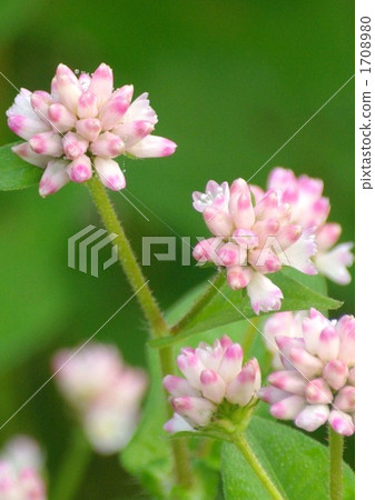 Misozoba flowers 1708980