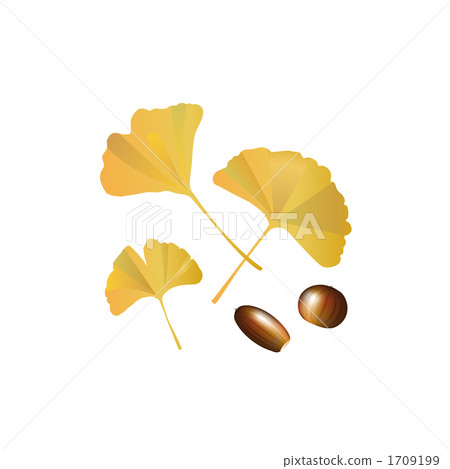 Illustration of ginkgo leaves and chestnuts 1709199