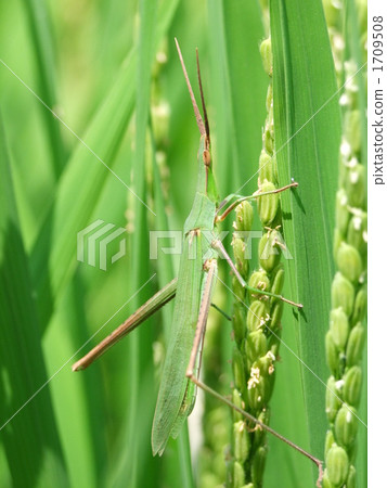 Shorurigata 1709508