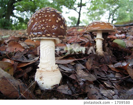 Tenutake, poison mushroom 1709580