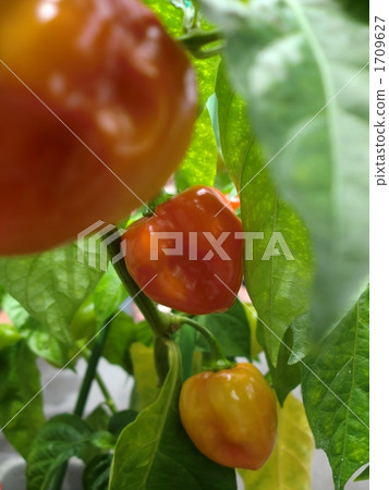 Habanero - I want to make homemade rice oil! ~ 1709627