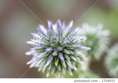 硬葉藍刺頭 薊花 花朵 1709855