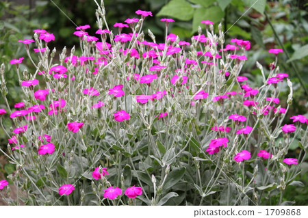 瑞士魚 瑞士魚 1709868