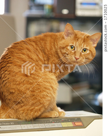 轉動的茶老虎貓 轉動的茶老虎貓 1710025