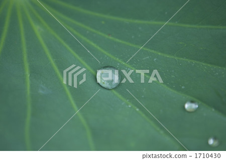 Raindrops on lotus leaves Raindrops on lotus leaves 1710430