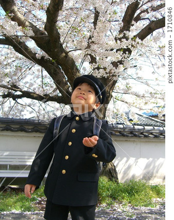 First-year cherry blossoms in full bloom 1710846