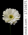 Gerbera white 1710875