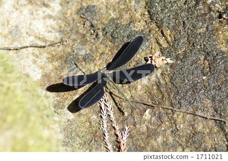 haguro dragonfly, calopteryxatratdragonfly, dragonfly 1711021