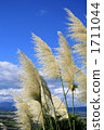Pampasgrass 01x 1711044