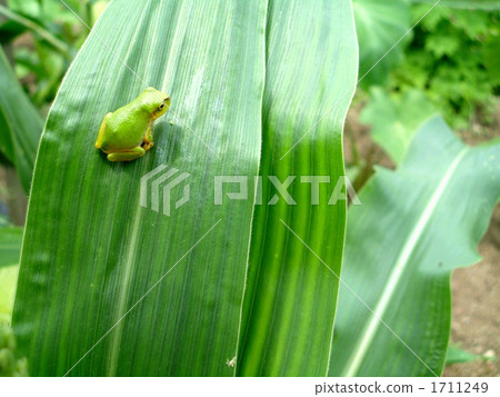 一隻青蛙 1711249