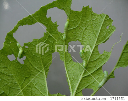 Veranda garden - suddenly appeared cabbage vampire - 1711351