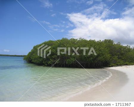 加拉帕戈斯海灘 1711367