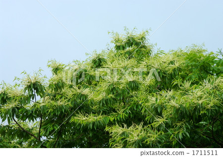 板栗花 板栗花 1711511