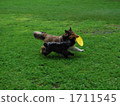 Frisbee dog 1711545