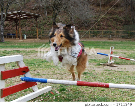 High jump / dog 1711549