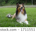 Shetland Sheepdog in Dog Run 1711551