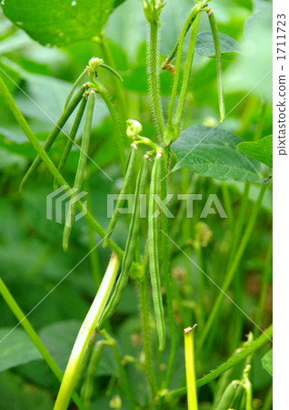 種植紅豆 1711723