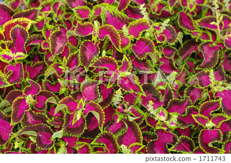 Kinjyo Shiso (Corius) 1711743