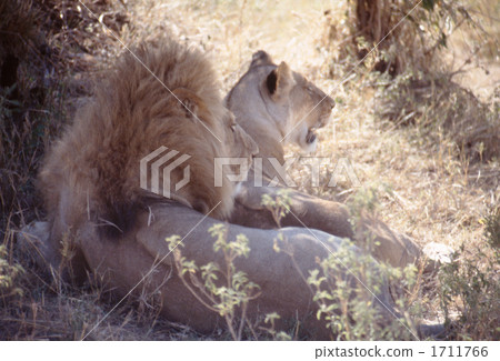 lion, panthera leo, bower 1711766
