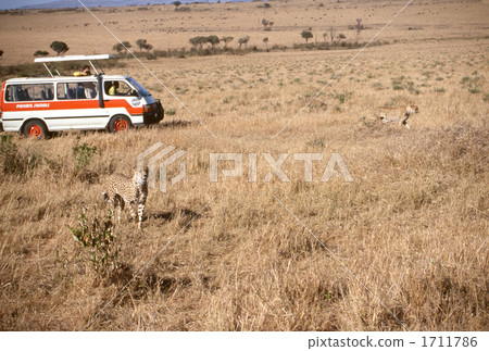 獵豹 兩個腦袋 馬賽馬拉 1711786