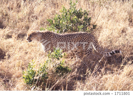 cheetah, acinonyx, masai mara 1711801