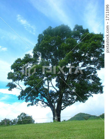 Takara大樹 1711896