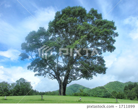 Takara大樹 1711899