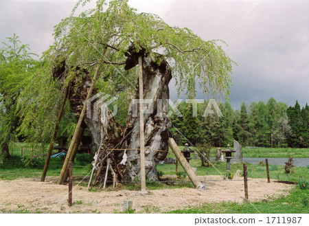 trees, old tree, tree 1711987