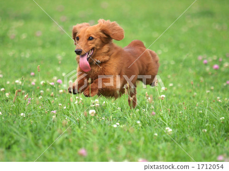 毛孩 狗 狗狗 1712054