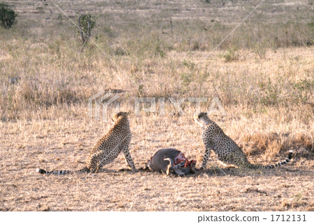 cheetah, acinonyx, trophy 1712131