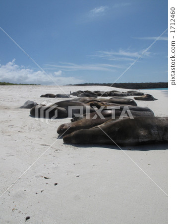 說謊在一個沙灘的海獅 1712460
