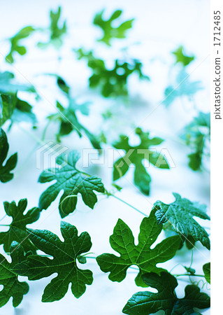 Leaves of goya Leaves of goya 1712485