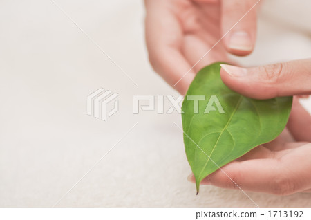 葉子 葉 樹葉 1713192