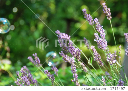 Lavender and soap bubbles 1713497