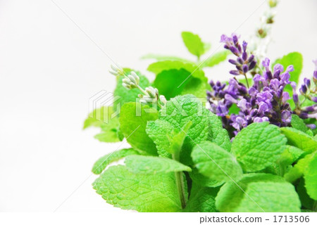 Apple mint and lavender Apple mint and lavender 1713506