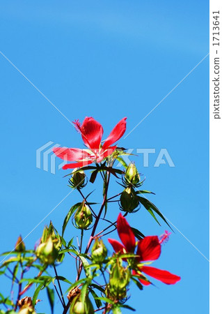 Aoi leaf eye blooming in the blue sky 1713641