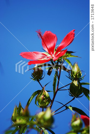 Aoi開花在藍天的葉子眼睛 Aoi開花在藍天的葉子眼睛 1713648