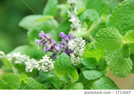 Apple mint and lavender Apple mint and lavender 1713687