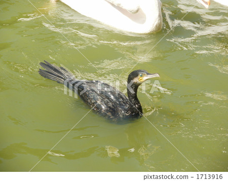 Wild cormorant Wild cormorant 1713916