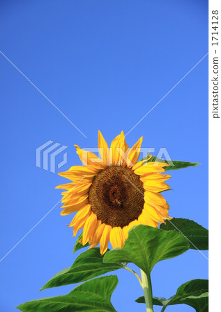 向日葵 1714128