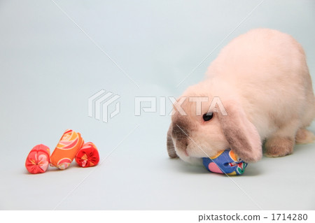 Rabbits and bowls 1714280