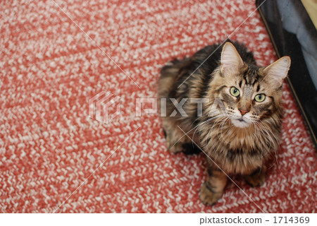 Maine Coon 1714369