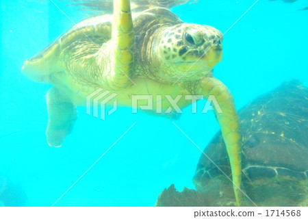 Sea turtle swimming in the aquarium 1714568